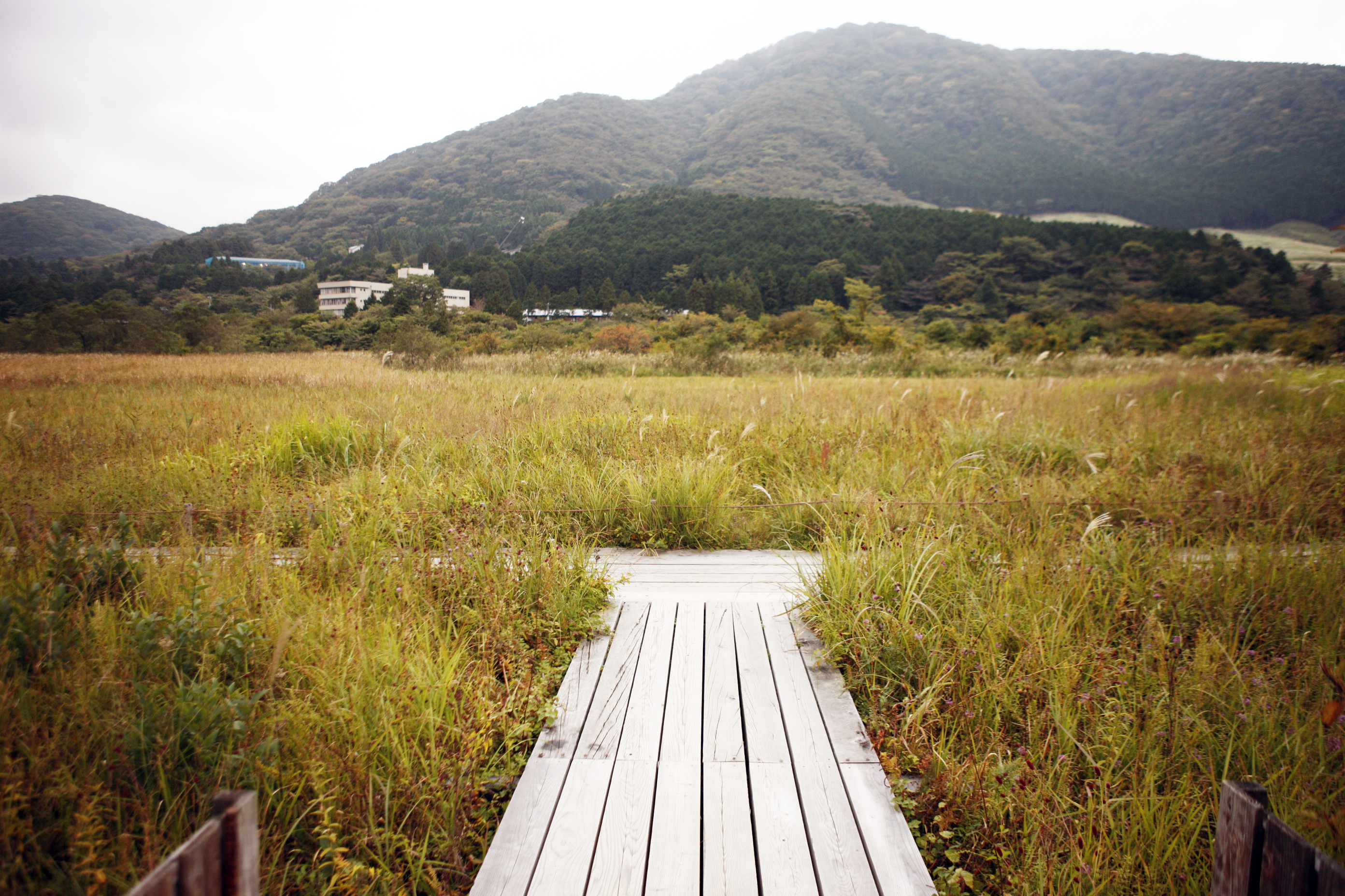 箱根湿生花園 3月から11月まで季節の花が楽しめる植物園 箱根辞典 By 自遊人